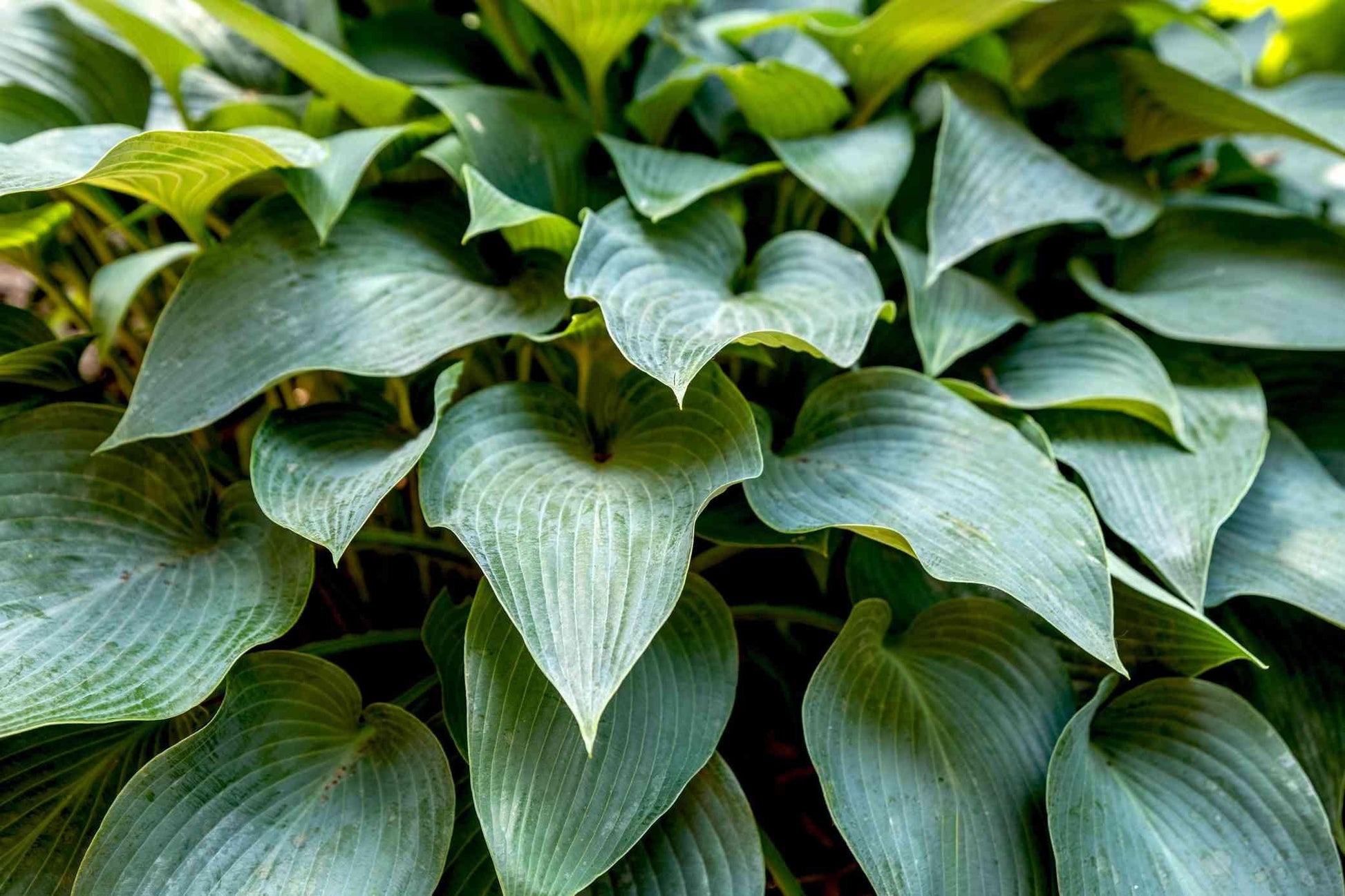 G194 Hosta X Halcyon - View 1 from www redcrocus com