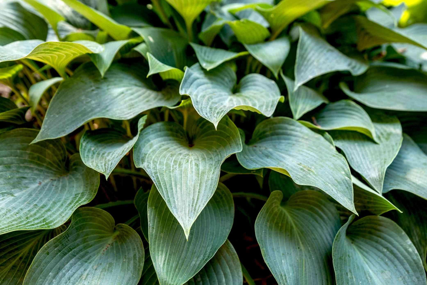 G194 Hosta X Halcyon - View 2 from www redcrocus com