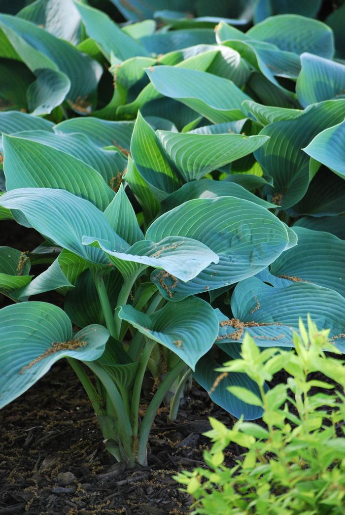 G194 Hosta X Halcyon - View 3 from www redcrocus com