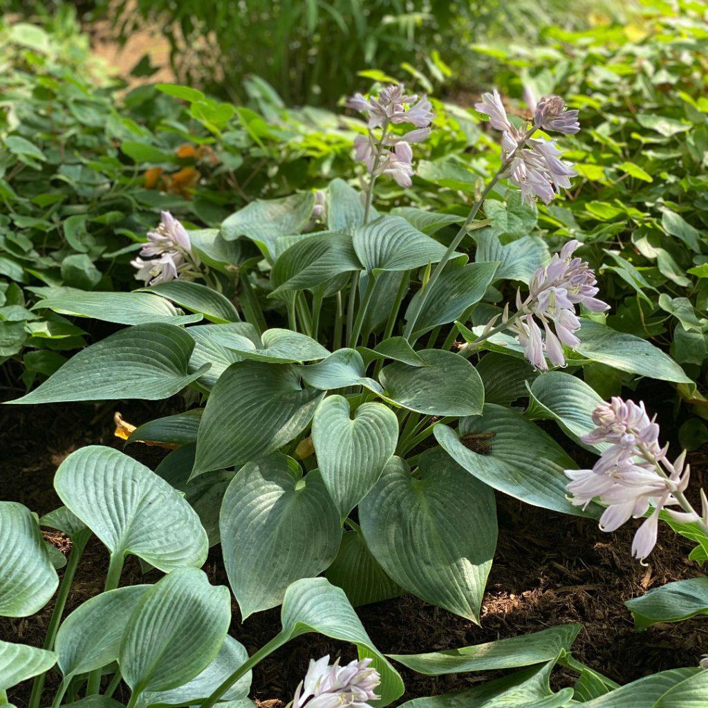 G194 Hosta X Halcyon - View 4 from www redcrocus com