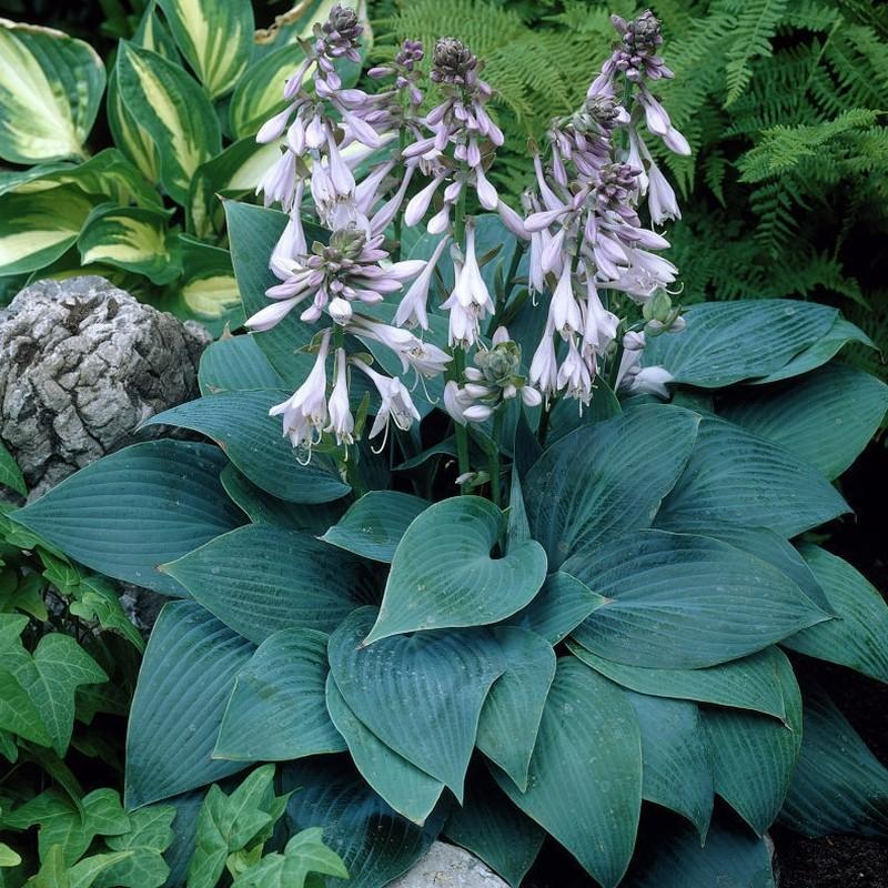 G194 Hosta X Halcyon - View 5 from www redcrocus com