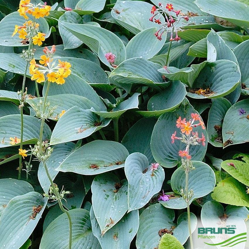 G194 Hosta X Halcyon 6 5ccf6e4e B03f 4c2c B65d 73430e5987d8 from www redcrocus com