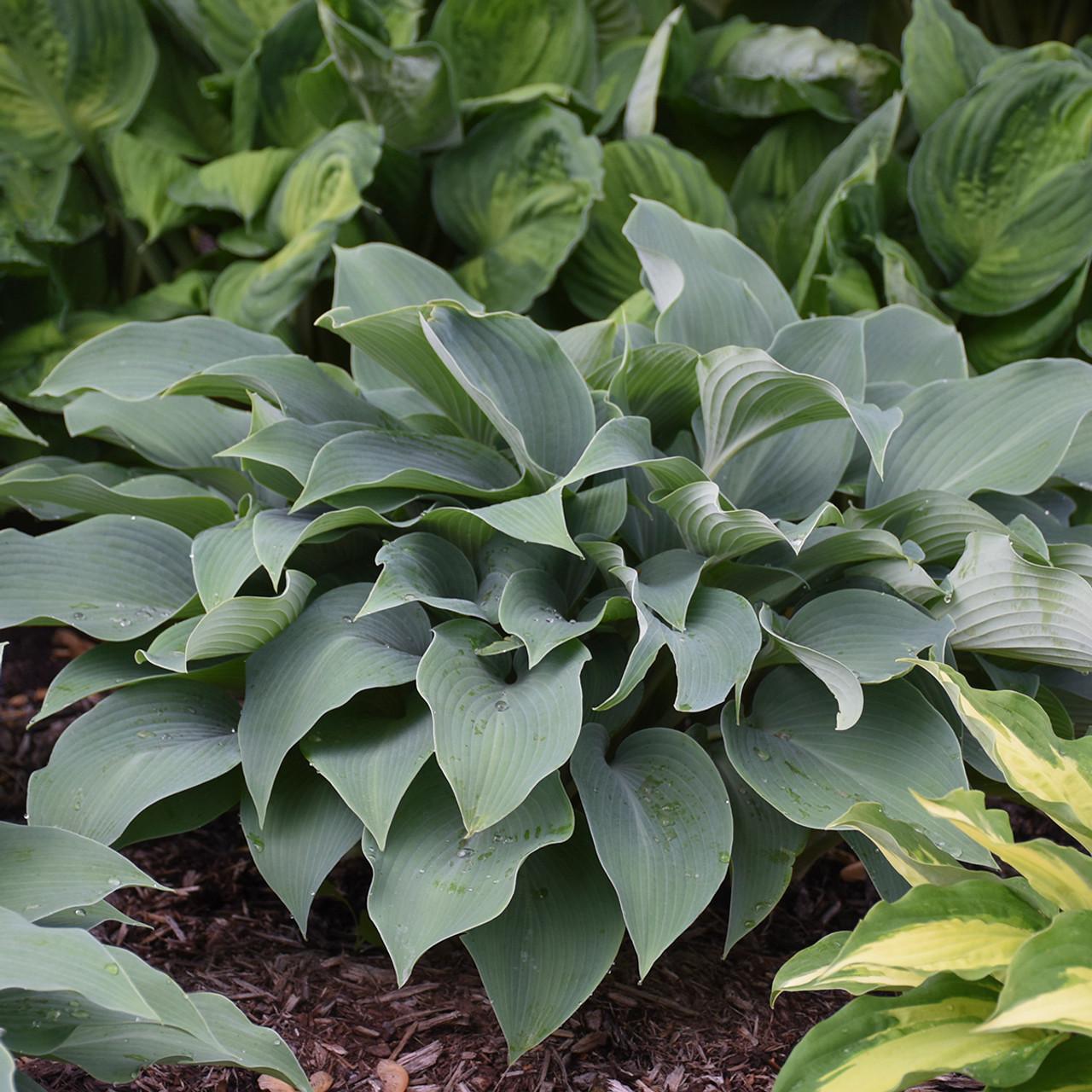 G194 Hosta X Halcyon - View 7 from www redcrocus com