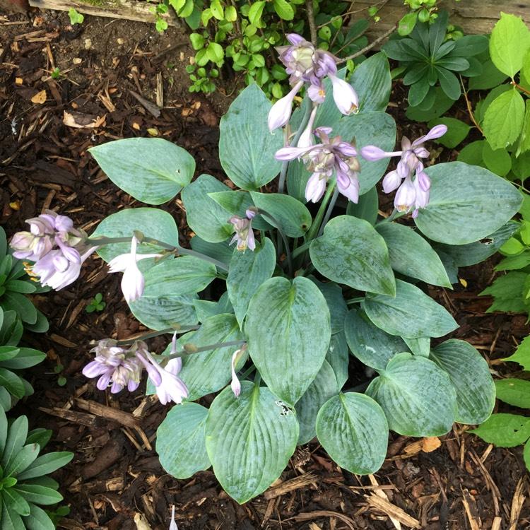 G194 Hosta X Halcyon - View 8 from www redcrocus com