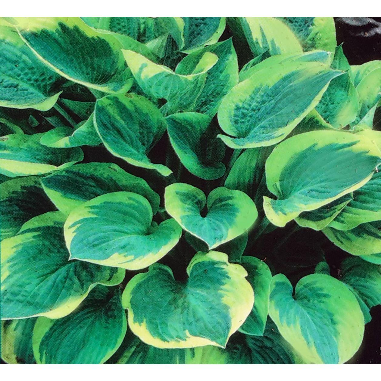 G198 Hosta X Wide Brim 11 C596450b 0780 43c9 87db Fa08b35b4314 from www redcrocus com