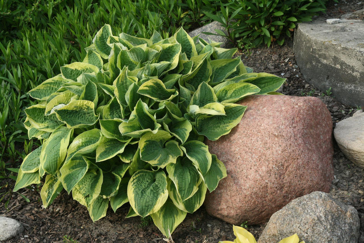 G198 Hosta X Wide Brim 12 2369a7c0 50a1 465a B802 681884cb89b1 from www redcrocus com