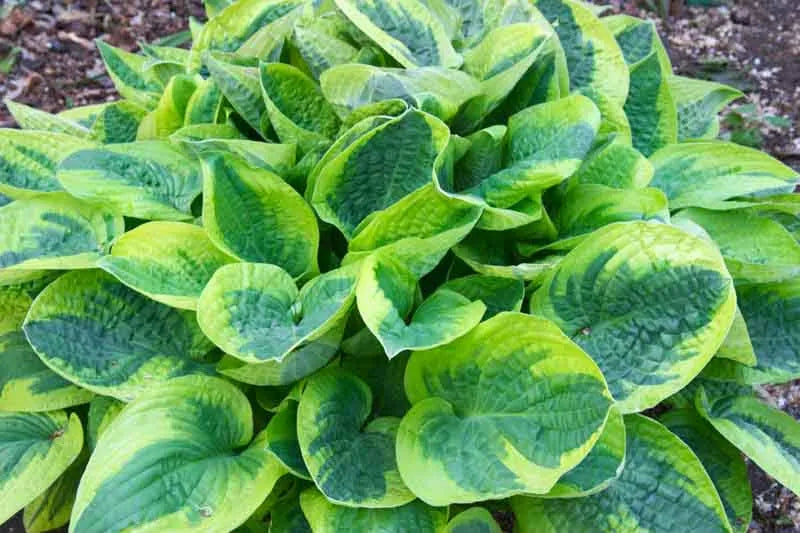 G198 Hosta X Wide Brim 12 Aa9c969f B491 445b 8430 616f67316858 from www redcrocus com