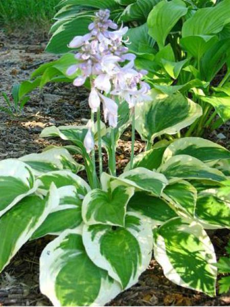 G198 Hosta X Wide Brim 13 Fdcb7e4a 5753 4fec 89d7 Df7fa866bda7 from www redcrocus com