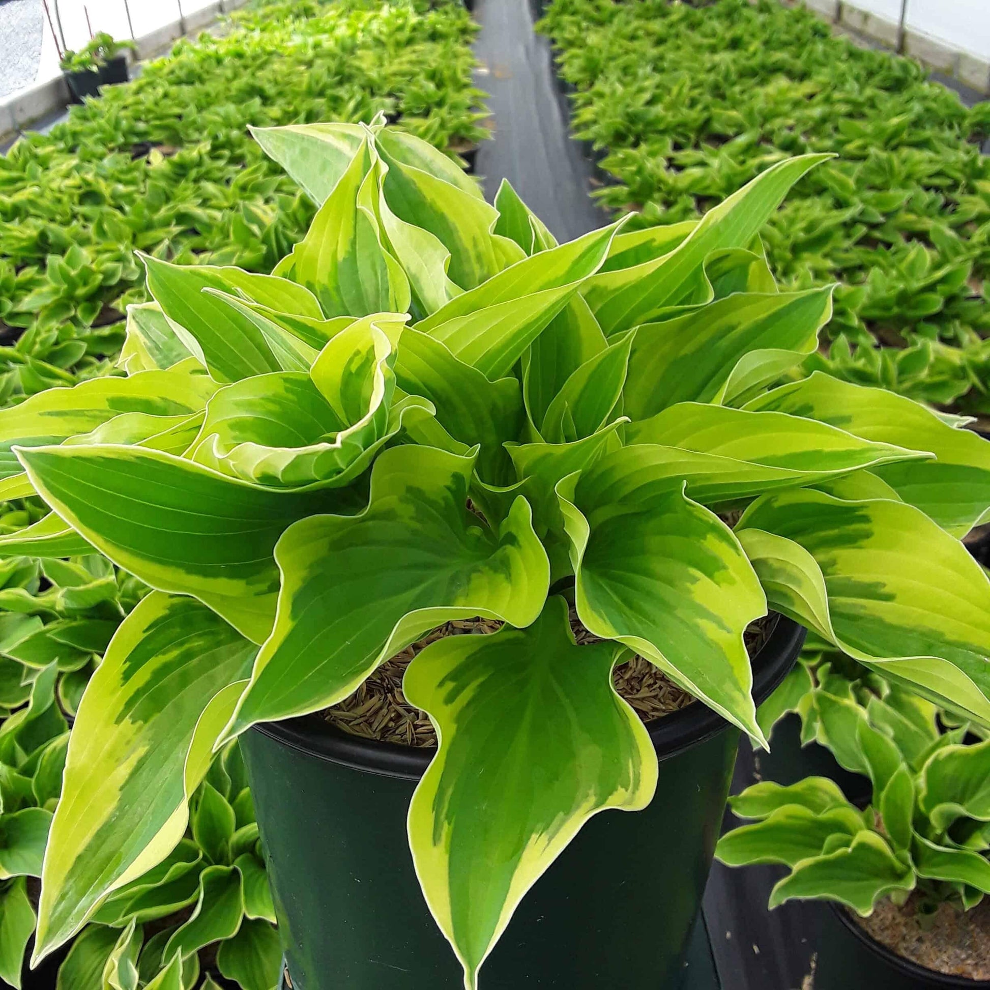 G198 Hosta X Wide Brim 14 3af3d6d6 7633 4b60 85ff Dac5bd5176e4 from www redcrocus com