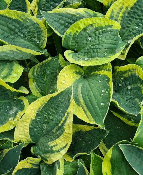 G198 Hosta X Wide Brim 15 9dd52c74 251e 491e 8c88 Dd2ed284b1fd from www redcrocus com