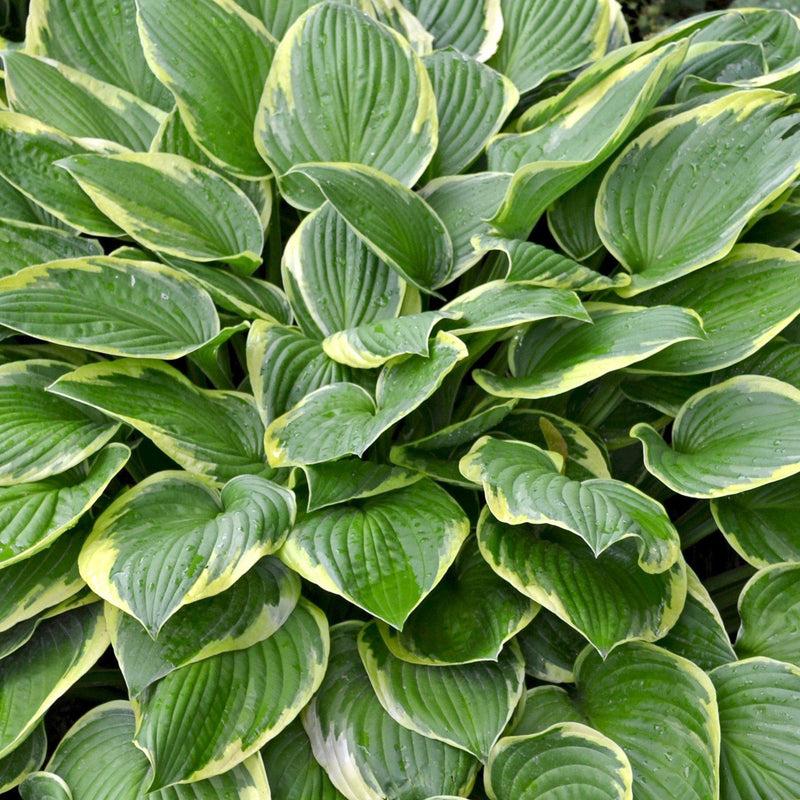 G198 Hosta X Wide Brim 16 2309daa0 D706 4f7f 9c8c C4f107eaaea9 from www redcrocus com