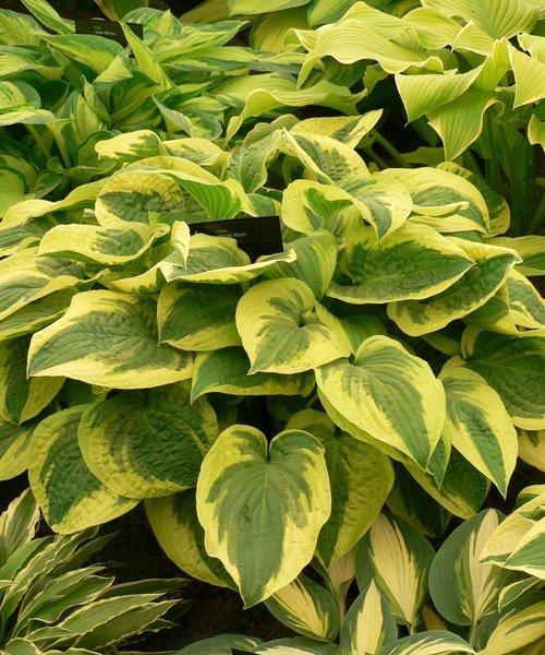G198 Hosta X Wide Brim 17 C723ae7e 9988 4905 Bb32 6e1814d99fd2 from www redcrocus com