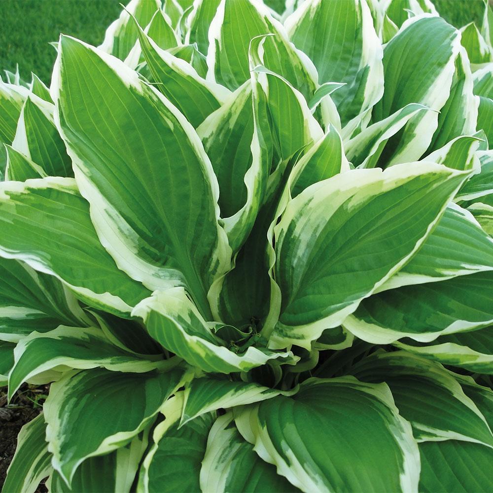 G198 Hosta X Wide Brim 18 4ababcd7 16ef 49cf A594 8d4a608bcb08 from www redcrocus com