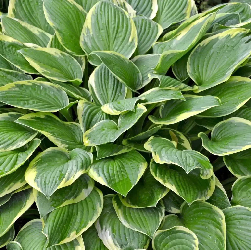 G198 Hosta X Wide Brim 19 Efcde36d 87ef 4f55 8067 7b15861e928b from www redcrocus com