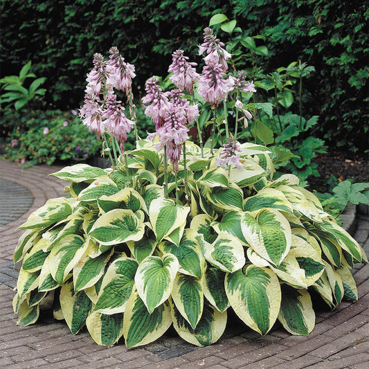 G198 Hosta X Wide Brim - View 1 from www redcrocus com
