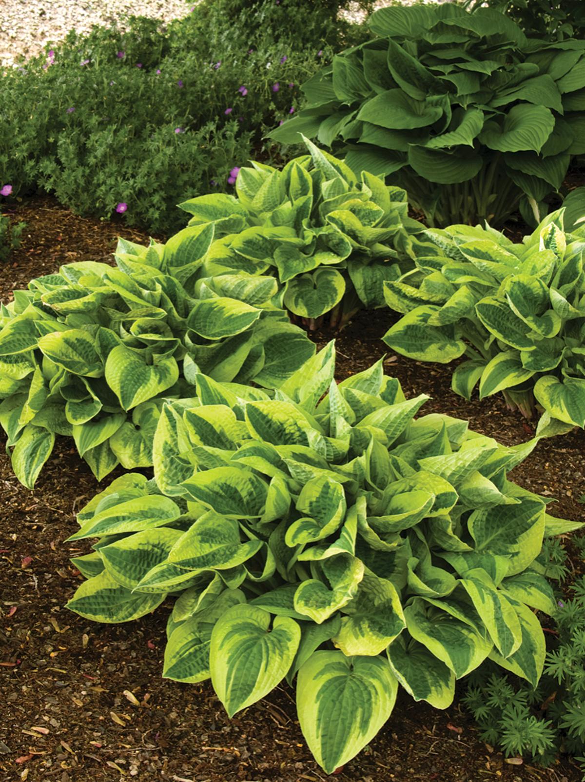 G198 Hosta X Wide Brim 2 7082b1ec 0f0f 4065 9af6 Df1ee1d65206 from www redcrocus com