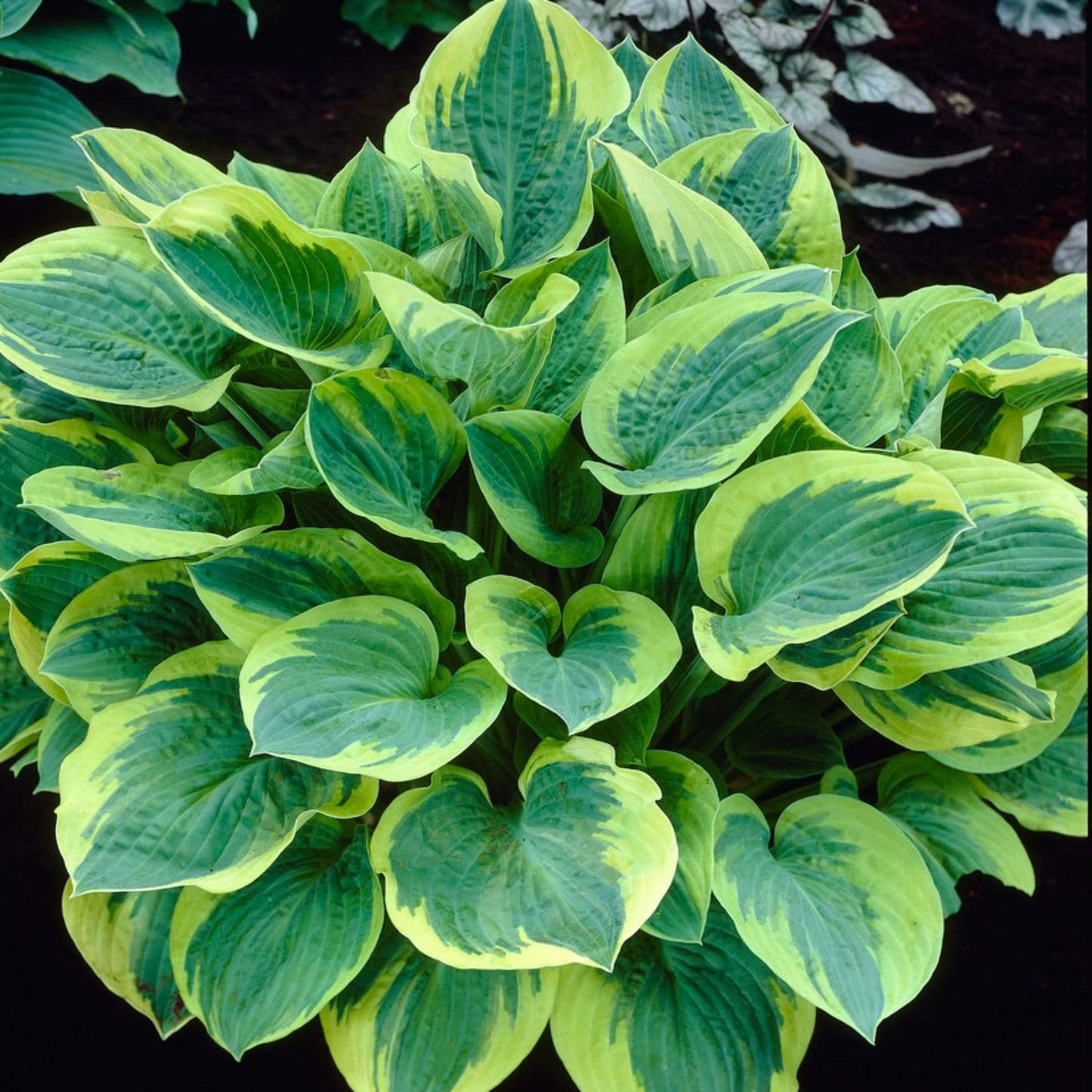 G198 Hosta X Wide Brim 4 8ce40012 578c 442a Abef 4f29f5b73234 from www redcrocus com