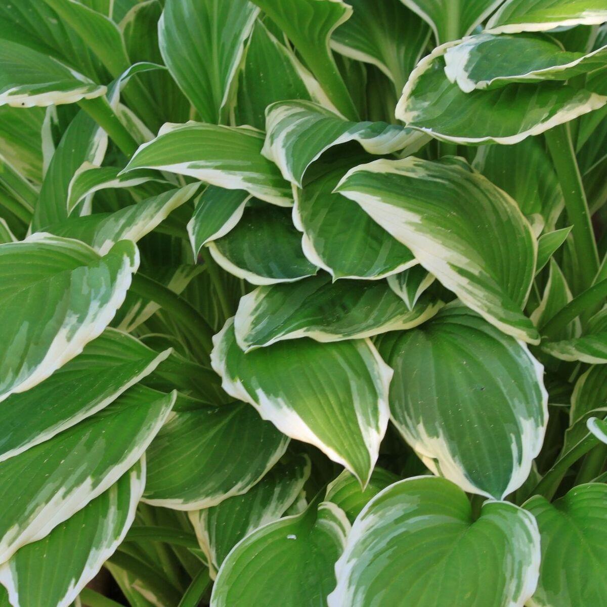 G198 Hosta X Wide Brim 5 298acb90 A898 4730 849b 0bebeb988abf from www redcrocus com