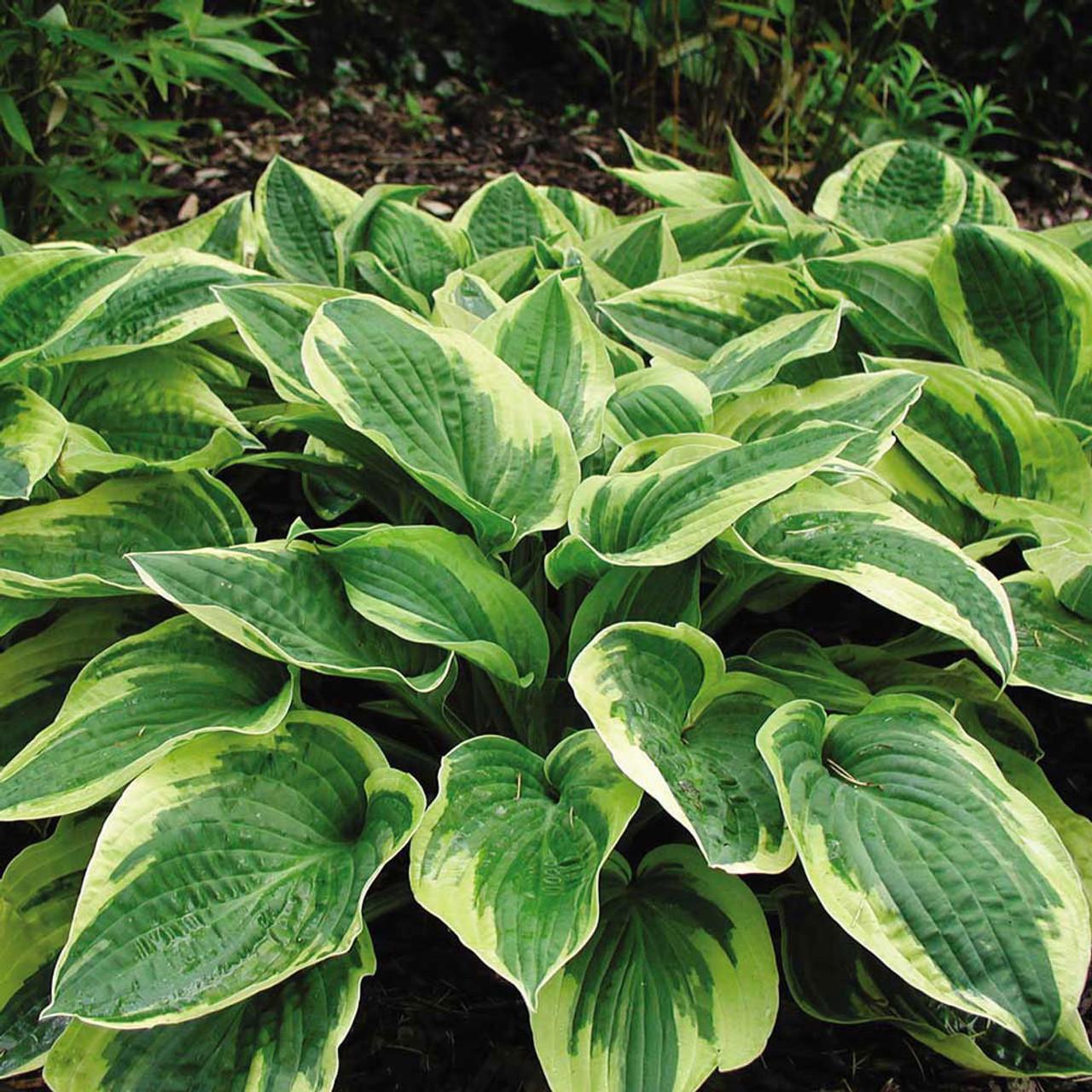 G198 Hosta X Wide Brim 6 De6ec257 F01b 4f64 96b7 7f9f4895a243 from www redcrocus com
