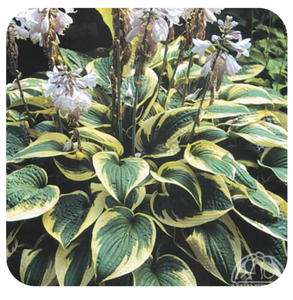 G198 Hosta X Wide Brim 7 68793294 F427 461f B661 7647e1eb2fd5 from www redcrocus com