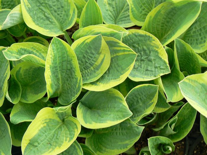 G198 Hosta X Wide Brim 8 A37f5894 8e3d 47d2 B3cf Ff86e53ef34b from www redcrocus com