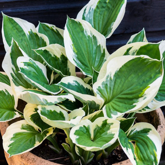 G201 Hosta Fortunei Minuteman - View 1 from www redcrocus com