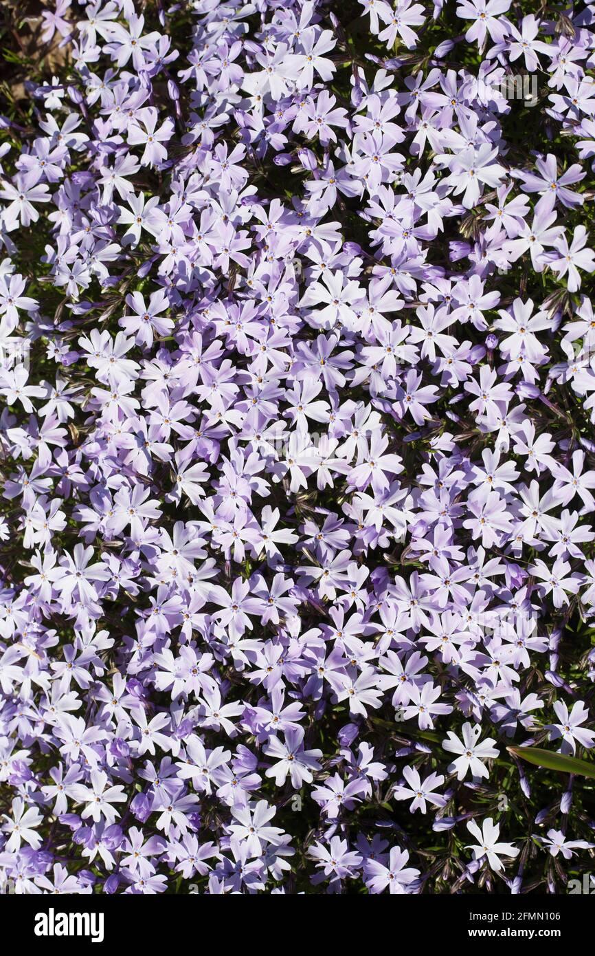 G2025 Phlox Subulata Blue Emerald - View 10 from www redcrocus com