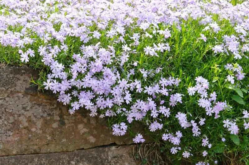 G2025 Phlox Subulata Blue Emerald 11 0e4afdac 4d58 44ca 9b4d 59cc3102a946 from www redcrocus com