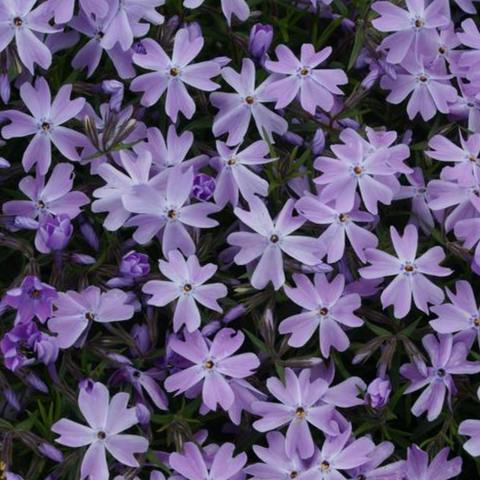G2025 Phlox Subulata Blue Emerald - View 14 from www redcrocus com