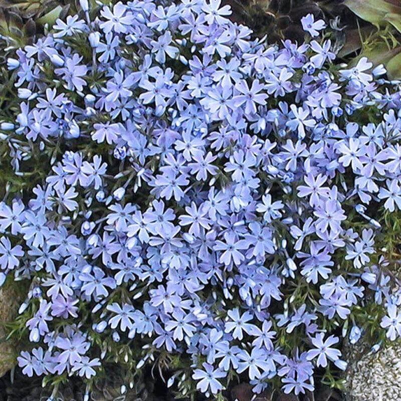 G2025 Phlox Subulata Blue Emerald 15 71f8c382 Ca26 479b 9b57 068c63197faf from www redcrocus com