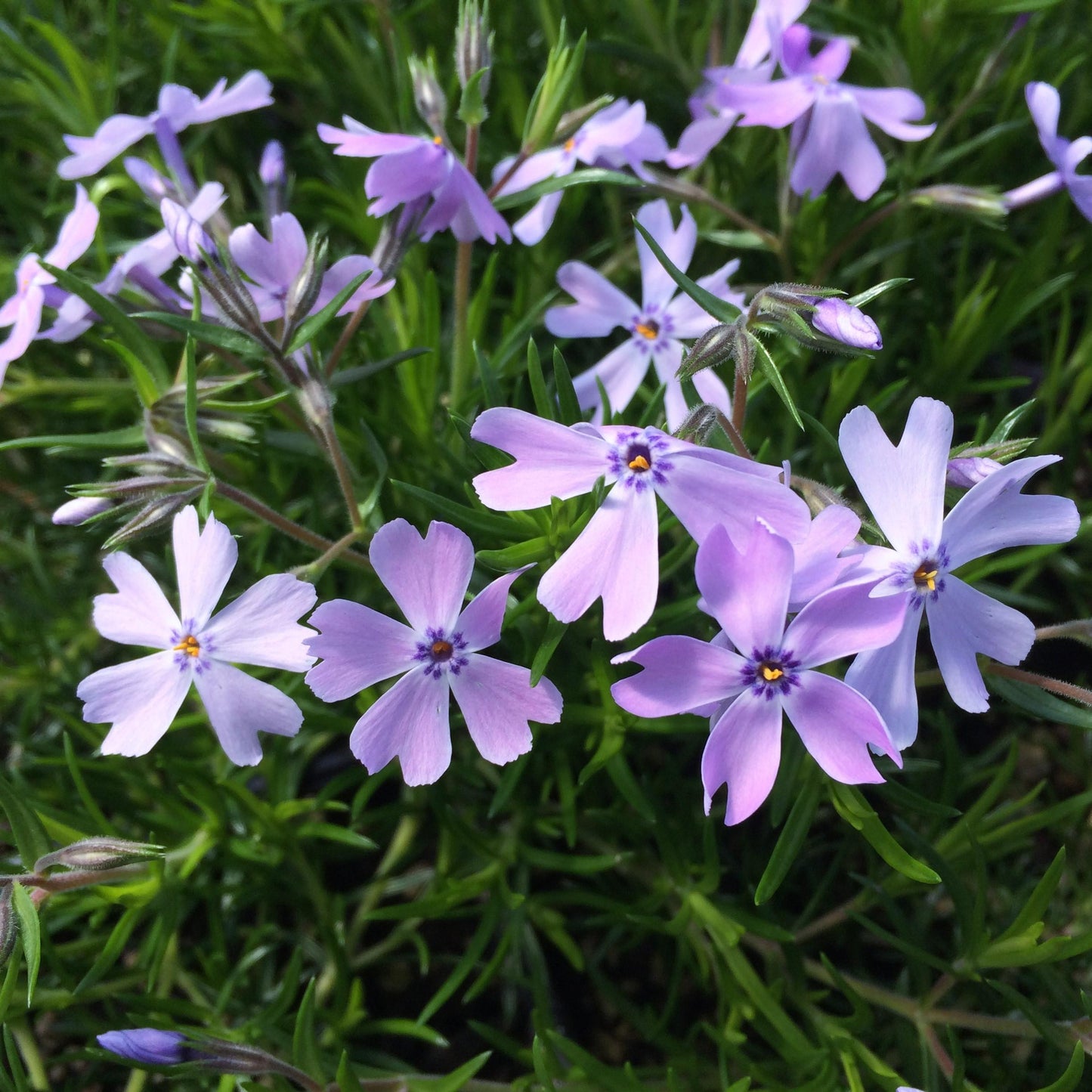 G2025 Phlox Subulata Blue Emerald 3 F3b2acde 2ada 4f12 9ed8 1ebba8582931 from www redcrocus com