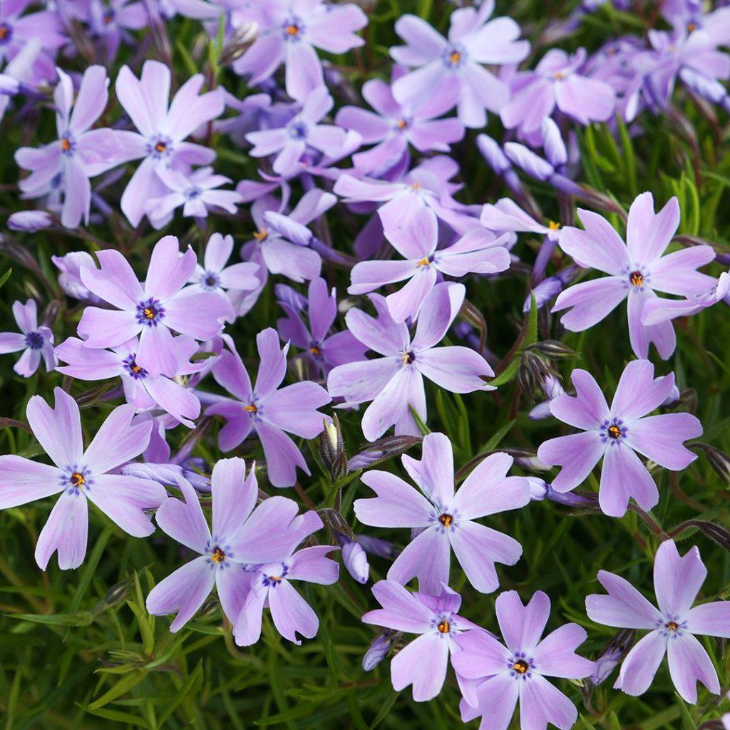 G2025 Phlox Subulata Blue Emerald - View 4 from www redcrocus com