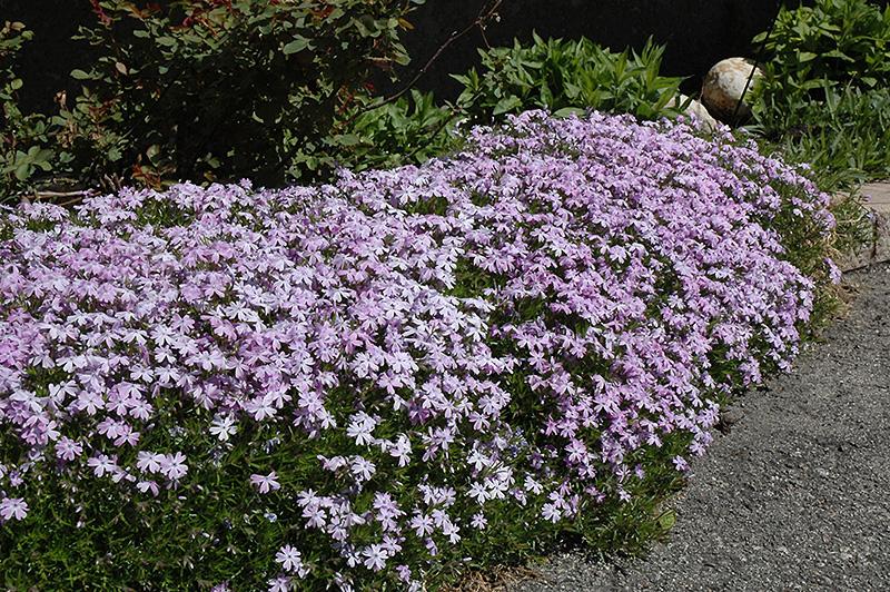 G2025 Phlox Subulata Blue Emerald - View 5 from www redcrocus com