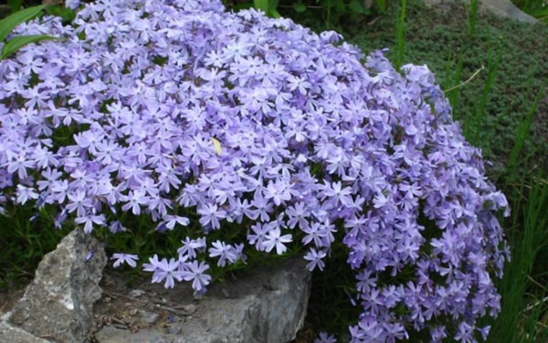 G2025 Phlox Subulata Blue Emerald 6 2d12eeb4 6a2a 4439 B81a 111f4f56e36f from www redcrocus com