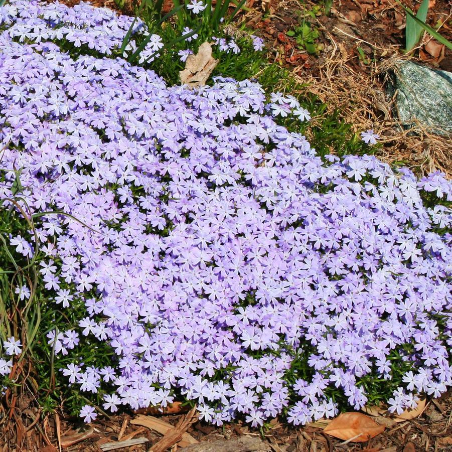 G2025 Phlox Subulata Blue Emerald - View 7 from www redcrocus com