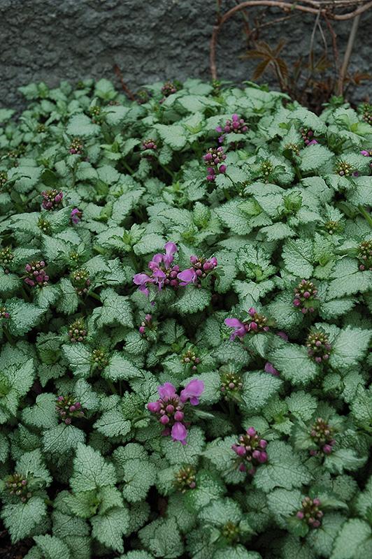 G202 Lamium Maculatum Red Nancy 11 Ccd99dcb Af29 46ce 84af 5d87122b8b3e from www redcrocus com