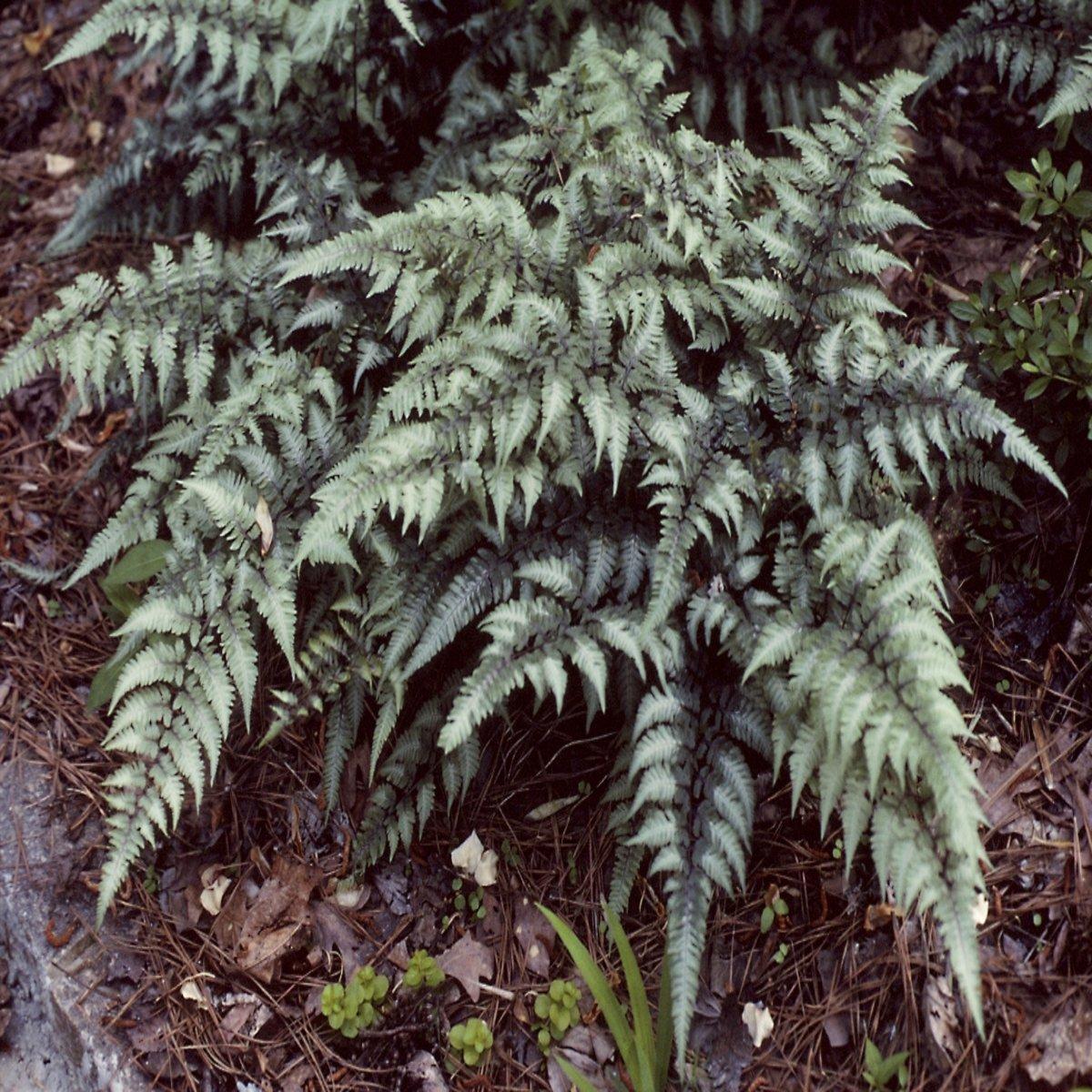 G2030 Fern, Athyrium Niponicum Var  Pictum - View 11 from www redcrocus com