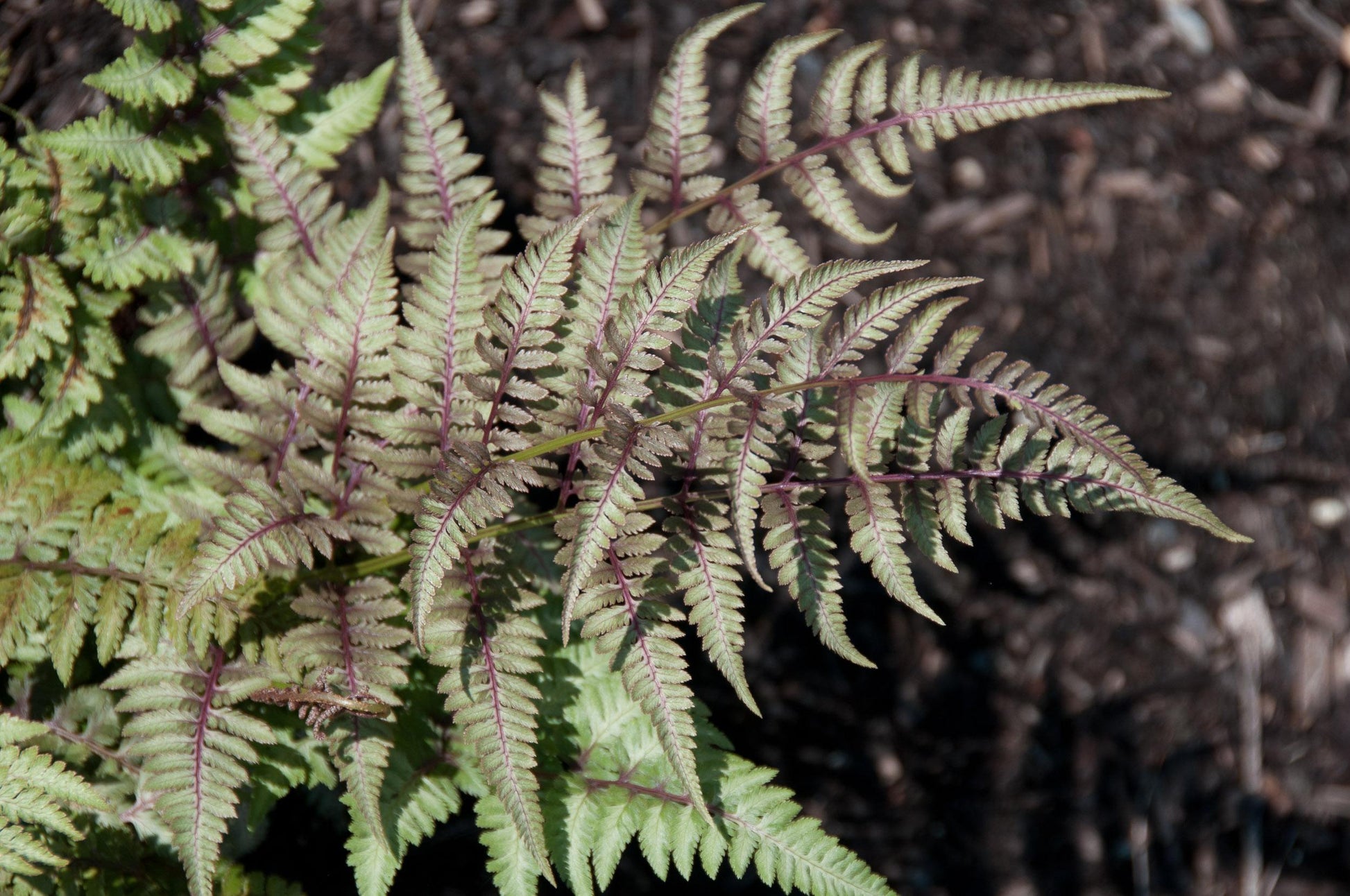 G2030 Fern, Athyrium Niponicum Var  Pictum - View 15 from www redcrocus com
