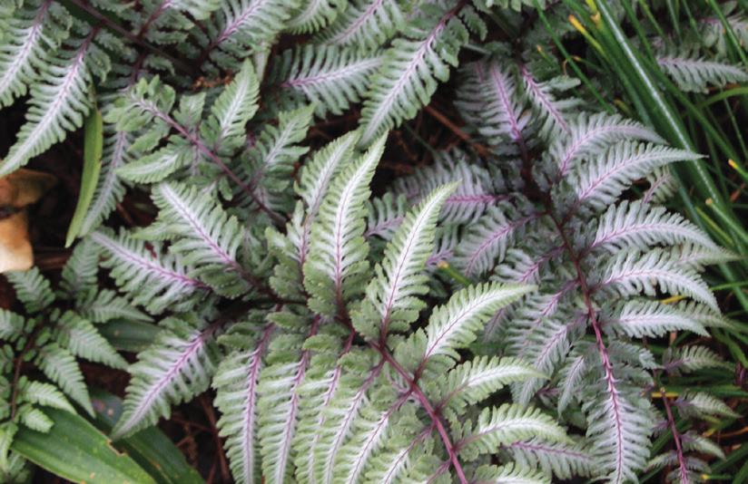G2030 Fern, Athyrium Niponicum Var  Pictum - View 17 from www redcrocus com