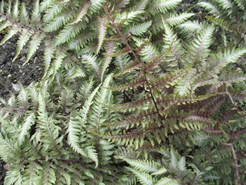 G2030 Fern, Athyrium Niponicum Var  Pictum - View 18 from www redcrocus com