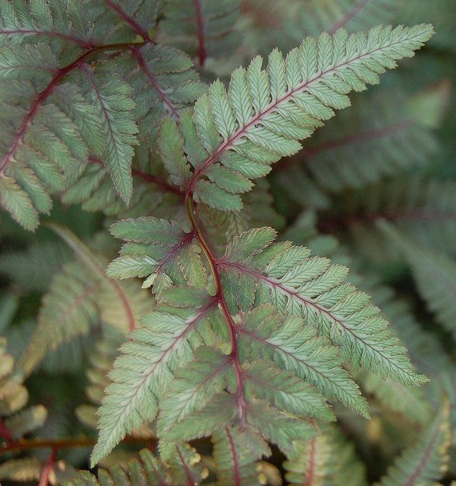 G2030 Fern, Athyrium Niponicum Var  Pictum - View 19 from www redcrocus com
