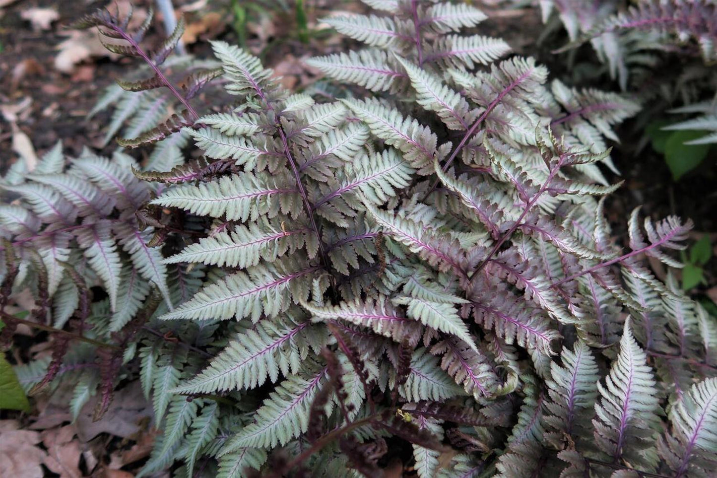 G2030 Fern, Athyrium Niponicum Var  Pictum - View 20 from www redcrocus com