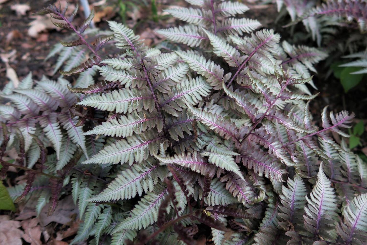 G2030 Fern, Athyrium Niponicum Var  Pictum - View 20 from www redcrocus com