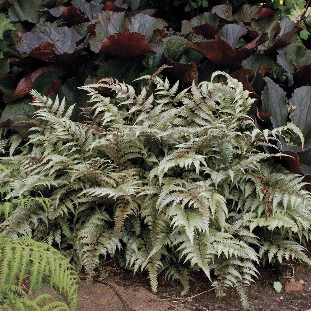 G2030 Fern, Athyrium Niponicum Var  Pictum - View 2 from www redcrocus com