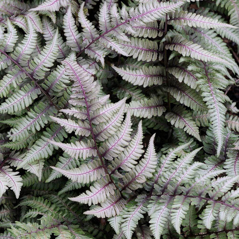 G2030 Fern, Athyrium Niponicum Var  Pictum - View 3 from www redcrocus com