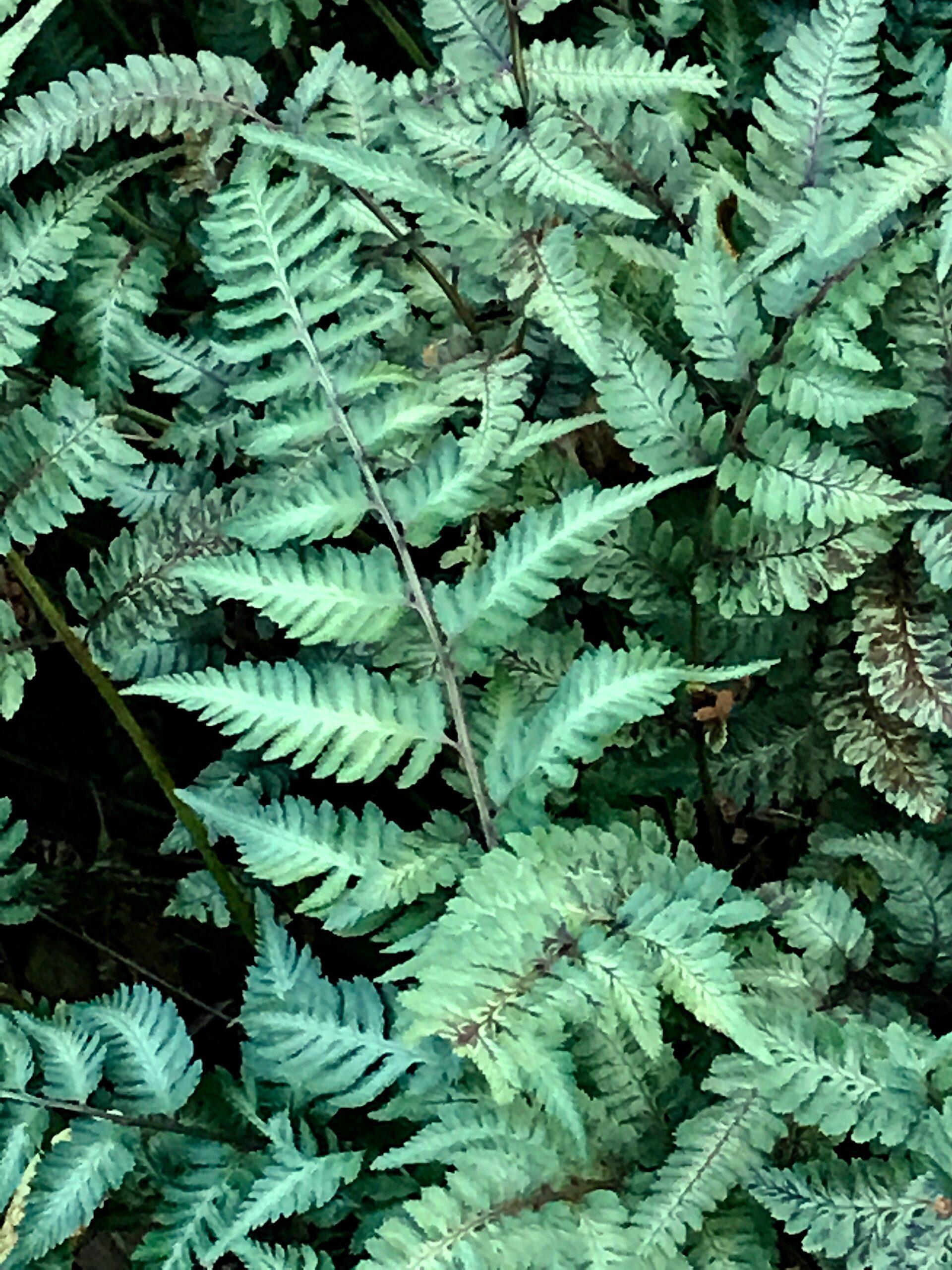 G2030 Fern, Athyrium Niponicum Var  Pictum - View 4 from www redcrocus com