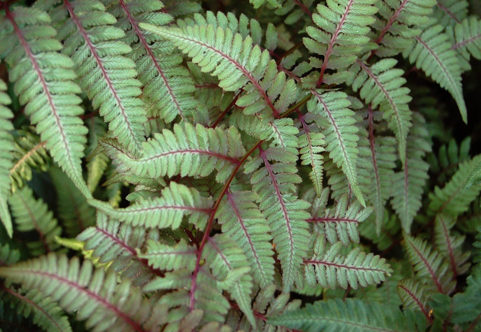 G2030 Fern, Athyrium Niponicum Var  Pictum - View 5 from www redcrocus com