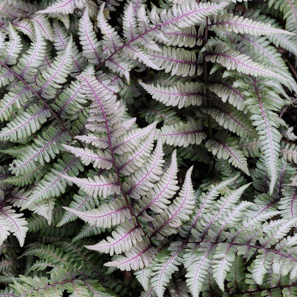 G2030 Fern, Athyrium Niponicum Var  Pictum - View 8 from www redcrocus com