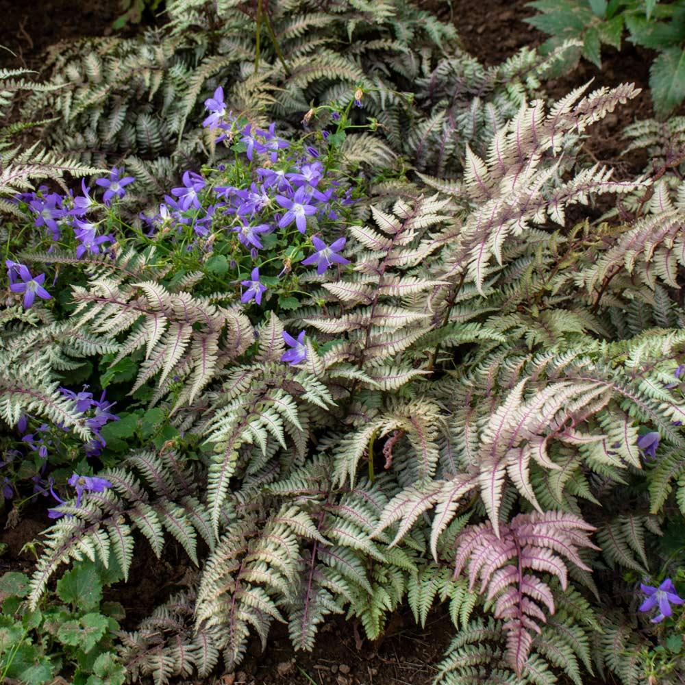 G2030 Fern, Athyrium Niponicum Var  Pictum - View 9 from www redcrocus com