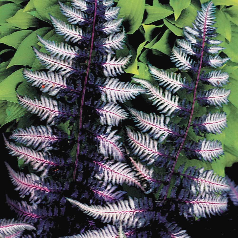 G2030 Fern Athyrium Niponicum Var  Pictum - View 11 from www redcrocus com